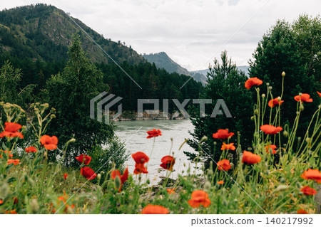 Mountain river landscape with red wildflowers in Altai Republic valley, summer Mountain river landscape with red wildflowers in Altai Republic valley, summer 140217992