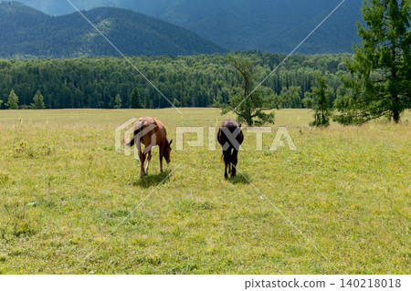 Grazing horses in Ak-Kem Valley meadow with forest and Altai Mountains backdrop Grazing horses in Ak-Kem Valley meadow with forest and Altai Mountains backdrop 140218018