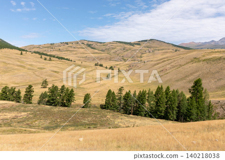 Panoramic view of Kurai Steppe valley with hills and larch forest, Altai 140218038