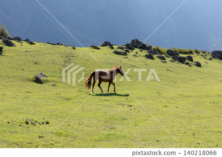 Lone horse walking on green mountain meadow in Chulyshman Valley, Altai 140218066