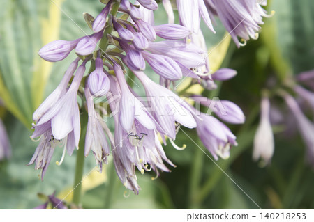 Purple Hosta Flowers Blooming in Garden Closeup Purple Hosta Flowers Blooming in Garden Closeup 140218253