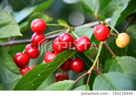 Shot of deep red cherries in partial shadow at a market in Porto, Shot of deep red cherries in partial shadow at a market in Porto, 140218440