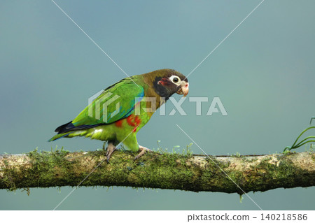 Brown-hooded parrot (Pyrilia haematotis) sitting on a tree branch, in nature habitat, Costa Rica Brown-hooded parrot (Pyrilia haematotis) sitting on a tree branch, in nature habitat, Costa Rica 140218586