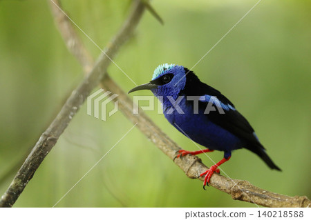 Blue bird Red-legged Honeycreeper, Cyanerpes cyaneus, exotic tropical animal with red legs from Costa Rica. Tinny songbird in the nature habitat Blue bird Red-legged Honeycreeper, Cyanerpes cyaneus, exotic tropical animal with red legs from Costa Rica. Tinny songbird in the nature habitat 140218588