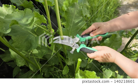 Hands pruning garden plants with shears, close-up outdoor gardening activity for care, maintenance, and healthy growth. Hands pruning garden plants with shears, close-up outdoor gardening activity for care, maintenance, and healthy growth. 140218601