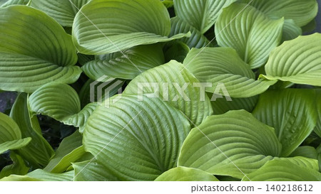 Close-up of lush bright green hosta leaves with ribbed texture filling the frame under natural light. Concept of fresh spring nature and botanical background Close-up of lush bright green hosta leaves with ribbed texture filling the frame under natural light. Concept of fresh spring nature and botanical background 140218612