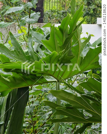 Large Ornamental Tropical Plant in Cordoba Botanical Garden Large Ornamental Tropical Plant in Cordoba Botanical Garden 140218620