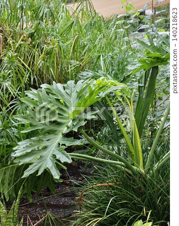 Thaumatophyllum bipinnatifidum Growing in a Botanical Garden in Cordoba Thaumatophyllum bipinnatifidum Growing in a Botanical Garden in Cordoba 140218623