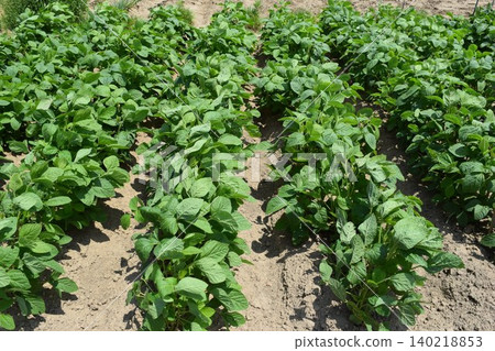 Cultivation of dadacha beans Tsuruoka City, Yamagata Prefecture 140218853