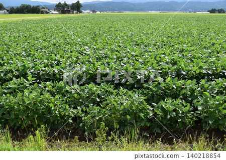 Cultivation of dadacha beans Tsuruoka City, Yamagata Prefecture 140218854
