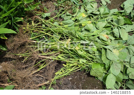 Cultivation of dadacha beans Tsuruoka City, Yamagata Prefecture 140218855