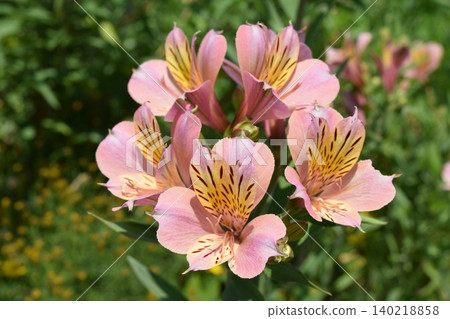 Alstroemeria: Beautiful butterfly-like flowers Alstroemeria: Beautiful butterfly-like flowers 140218858