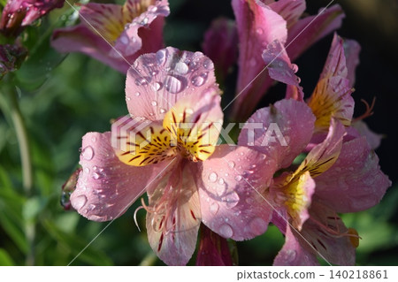 六出花:美麗的蝴蝶狀花朵 六出花:美麗的蝴蝶狀花朵 140218861