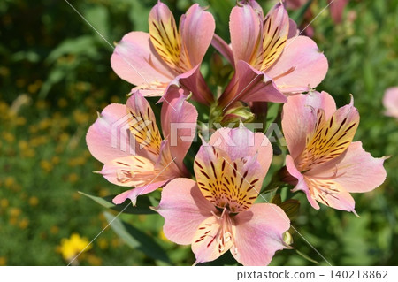 Alstroemeria: Beautiful butterfly-like flowers Alstroemeria: Beautiful butterfly-like flowers 140218862