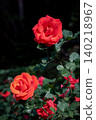 A vividly blooming red rose 140218967