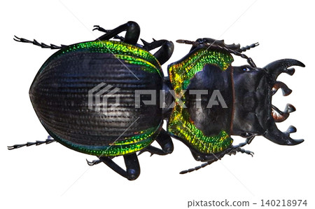 A copper bordered Ground Beetle Mouhotia batesi is isolated against a white background. The insect has bright colors and clear features. The view allows examination of its body shape and structure. A copper bordered Ground Beetle Mouhotia batesi is isolated against a white background. The insect has bright colors and clear features. The view allows examination of its body shape and structure. 140218974