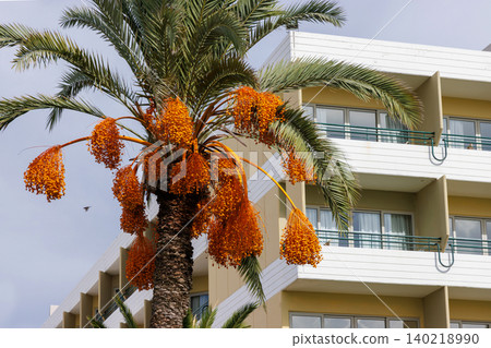 Fruiting date palm with orange date clusters in front of a white Mediterranean resort hotel facade with balconies in Paphos, Cyprus. Fruiting date palm with orange date clusters in front of a white Mediterranean resort hotel facade with balconies in Paphos, Cyprus. 140218990