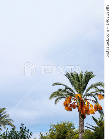 Fruiting date palm with orange date clusters in a Mediterranean garden under cloudy sky  in Paphos, Cyprus. 140218995
