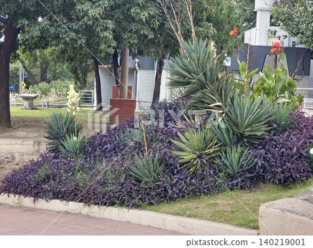 Ornamental Garden Planting with Purple Heart Groundcover Ornamental Garden Planting with Purple Heart Groundcover 140219001