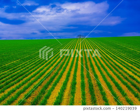Extensive wheat field 140219039