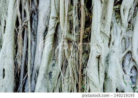 Closeup of the intricate, intertwined roots and trunk of a large, mature banyan tree, showcasing its unique texture and organic growth pattern Closeup of the intricate, intertwined roots and trunk of a large, mature banyan tree, showcasing its unique texture and organic growth pattern 140219195