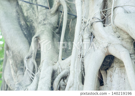 Closeup of the intricate, intertwined roots and trunk of a large, mature banyan tree, showcasing its unique texture and organic growth pattern Closeup of the intricate, intertwined roots and trunk of a large, mature banyan tree, showcasing its unique texture and organic growth pattern 140219196