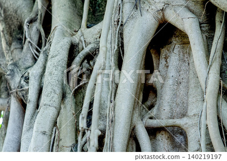 Closeup of the intricate, intertwined roots and trunk of a large, mature banyan tree, showcasing its unique texture and organic growth pattern Closeup of the intricate, intertwined roots and trunk of a large, mature banyan tree, showcasing its unique texture and organic growth pattern 140219197