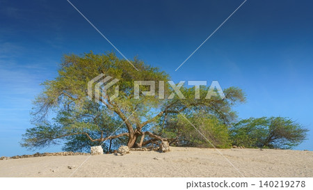 Manama, Bahrain- Jan 15 2024,  Panoramic view of the branches and foliage of the Tree of life, acacia located in the middle of the desert, without people, at daytime with blue sky, Manama, Bahrain 140219278