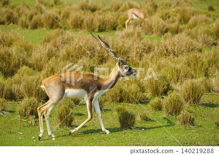Sir Bani Yas Island, United Arab Emirates - Jan 18 2024, Close-up view of antelopes grazing in a field, savannah, in a safari park, Sir Bani Yas Island, UAE Sir Bani Yas Island, United Arab Emirates - Jan 18 2024, Close-up view of antelopes grazing in a field, savannah, in a safari park, Sir Bani Yas Island, UAE 140219288