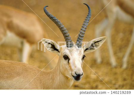 Sir Bani Yas Island, United Arab Emirates - Jan 18 2024, close-up view of the head of a gazelle, antelope with horns, with blurred background, in safari park, Sir Bani Yas Island, UAE Sir Bani Yas Island, United Arab Emirates - Jan 18 2024, close-up view of the head of a gazelle, antelope with horns, with blurred background, in safari park, Sir Bani Yas Island, UAE 140219289