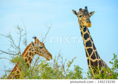 Sir Bani Yas Island, United Arab Emirates - Jan 18 2024, Panoramic view of a giraffe walking among the trees, full-length, at daytime, in a safari park of the Sir Bani Yas Island, UAE 140219290