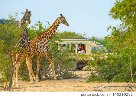 Sir Bani Yas Island, United Arab Emirates - Jan 18 2024, Panoramic view of two giraffes standing among trees next to a car with tourists, at daytime, in a safari park of the Sir Bani Yas Island, UAE Sir Bani Yas Island, United Arab Emirates - Jan 18 2024, Panoramic view of two giraffes standing among trees next to a car with tourists, at daytime, in a safari park of the Sir Bani Yas Island, UAE 140219291