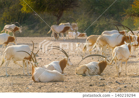 Sir Bani Yas Island, United Arab Emirates - Jan 18 2024, close-up view of a herd of saber-horned antelopes, or Saharan oryx, resting in field at daytime, in a safari parkSir Bani Yas Island, UAE Sir Bani Yas Island, United Arab Emirates - Jan 18 2024, close-up view of a herd of saber-horned antelopes, or Saharan oryx, resting in field at daytime, in a safari parkSir Bani Yas Island, UAE 140219294