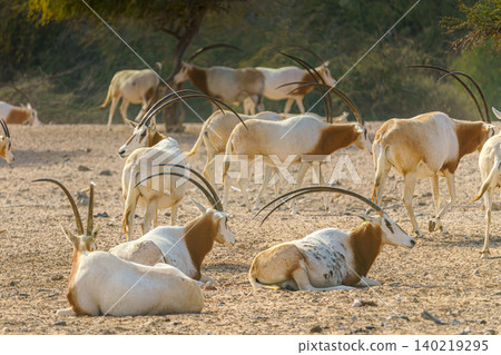 Sir Bani Yas Island, United Arab Emirates - Jan 18 2024, close-up view of a herd of saber-horned antelopes, or Saharan oryx, resting in field at daytime, in a safari parkSir Bani Yas Island, UAE Sir Bani Yas Island, United Arab Emirates - Jan 18 2024, close-up view of a herd of saber-horned antelopes, or Saharan oryx, resting in field at daytime, in a safari parkSir Bani Yas Island, UAE 140219295