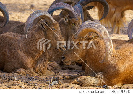 Sir Bani Yas Island, United Arab Emirates - Jan 18 2024, Close-up view of a herd of wild mountain goats resting on a field in a safari park of the Sir Bani Yas Island, UAE 140219298