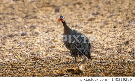 Sir Bani Yas Island, United Arab Emirates - Jan 18 2024, Close-up view of a solitary guinea fowl, at daytime, in a safari park of Sir Bani Yas Island, UAE Sir Bani Yas Island, United Arab Emirates - Jan 18 2024, Close-up view of a solitary guinea fowl, at daytime, in a safari park of Sir Bani Yas Island, UAE 140219299