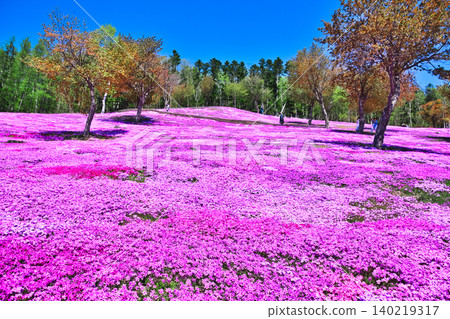 Mushroom cherry blossoms Mushroom cherry blossoms 140219317