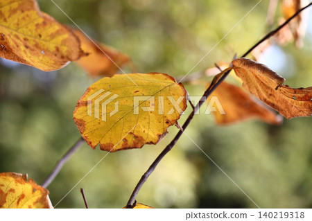 Autumn leaves of Styrax japonica Autumn leaves of Styrax japonica 140219318