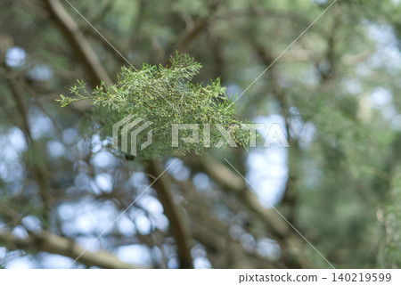 young spruce in the forest 140219599