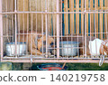 brown dog in a sink 140219758