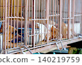 pig in a cage 140219759