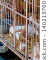 sad pig in a cage 140219760