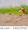 a small brown kitten playing on the sand 140219762