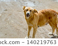 dog on the beach 140219763
