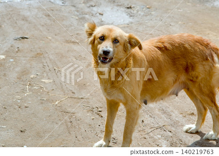 dog on the beach dog on the beach 140219763