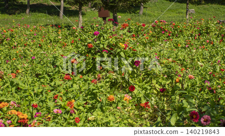 Gapyeong, Jaraseom 140219843
