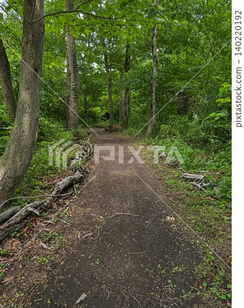 A small path leading into a forest dappled with sunlight. 140220192
