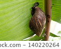 banana on banana leaf 140220264