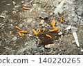 cigarette butts on the ground 140220265