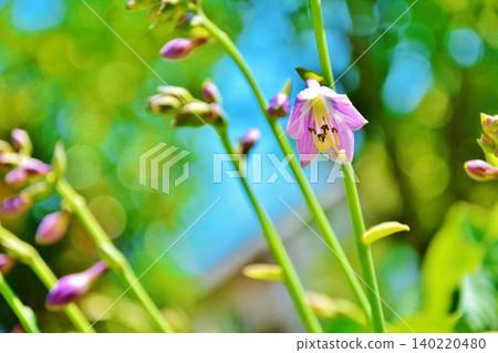 Hosta flowers that bloom in early summer 140220480
